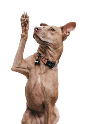 Zippy Scoops dog mascot